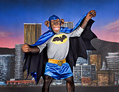 CHI 03 RK0301 01
Bat Chimp
