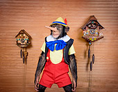 CHI 03 RK0303 01
Chimpinocchio