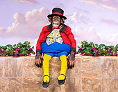 CHI 03 RK0304 01
Monkey Dumpty