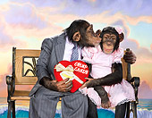 CHI 03 RK0317 01
Chimp Candy