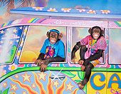 CHI 03 RK0319 01
Hippie Chimpie