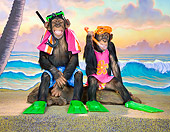CHI 03 RK0320 01
Ape-cation