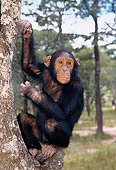 CHI 04 MH0001 01
Chimpanzee Climbing Tree In Savanna Africa
