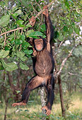 CHI 04 MH0002 01
Chimpanzee Hanging From Tree In Savanna Africa