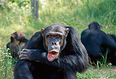 CHI 04 MH0003 01
Close-Up Of Chimpanzee Sitting In Savanna Africa With Mouth Open