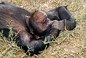 CHI 04 MH0004 01
Close-Up Of Chimpanzee Relaxing In Savanna Africa