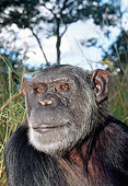CHI 04 MH0005 01
Head Shot Of Chimpanzee In Savanna Africa