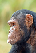 CHI 04 MH0007 01
Head Shot Of Chimpanzee In Savanna Africa Profile