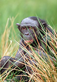 CHI 04 MH0008 01
Close-Up Of Chimpanzee Sitting In Grass In Savanna Africa