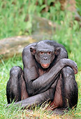 CHI 04 MH0009 01
Chimpanzee Sitting In Grass In Savanna Africa