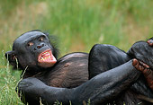 CHI 04 MH0011 01
Close-Up Of Chimpanzee Laying In Grass In Savanna Africa