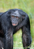 CHI 04 MH0012 01
Close-Up Of Chimpanzee Standing In Grass In Savanna Africa