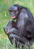 CHI 04 MH0014 01
Close-Up Of Chimpanzee Sitting In Grass In Savanna Africa