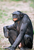 CHI 04 MH0015 01
Close-Up Of Chimpanzee Sitting On Savanna Africa