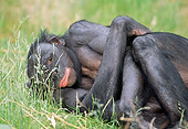 CHI 04 MH0016 01
Close-Up Of Chimpanzee Laying With Arms Crossed In Grass In Savanna Africa