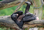 CHI 04 MH0017 01
Chimpanzee Reclining On Log