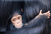 CHI 05 JZ0001 01
Close-Up Of Baby Chimpanzee Holding Onto Mother