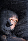 CHI 05 JZ0002 01
Close-Up Of Baby Chimpanzee Holding Onto Mother