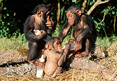 CHI 05 MH0001 01
Baby Chimpanzees Drinking Milk From Bottles In Savanna Africa