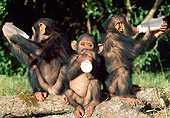 CHI 05 MH0002 01
Baby Chimpanzees Drinking Milk From Bottles In Savanna Africa