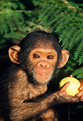 CHI 05 MH0003 01
Close-Up Of Baby Chimpanzee Sitting In Savanna Africa Holding Fruit