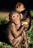 CHI 05 MH0004 01
Close-Up Of Baby Chimpanzee Sitting In Savanna Africa Holding Fruit