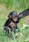 CHI 05 MH0005 01
Close-Up Of Baby Chimpanzee Sitting In Grass In Savanna Africa