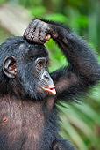 CHI 05 MH0006 01
Portrait Of Bonobo Chimpanzee Baby Pouting In Rainforest