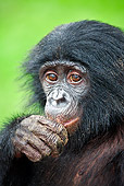 CHI 05 MH0007 01
Portrait Of Bonobo Chimpanzee Baby In Rainforest