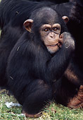 CHI 05 GR0001 01
Baby Chimpanzee Sitting In Grass Biting Thumb