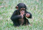 CHI 05 GR0002 01
Baby Chimpanzee Sitting In Grass Biting String