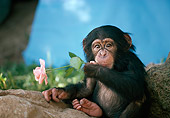 CHI 05 RK0007 06
Baby Chimpanzee Sitting On Rock Holding Pink Rose