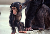CHI 05 RK0009 01
Baby Chimpanzee Holding Hands With Mother On Rock