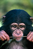 CHI 05 RK0029 06
Head Shot Of Baby Chimpanzee With Flower Stem In Mouth