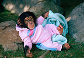 CHI 05 RK0030 15
Baby Chimpanzee In Outfit Laying On Blanket Playing With Cube