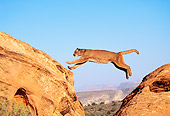 COU 01 BA0001 01
Cougar Leaping On Rock Mountain Profile