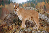 COU 01 BA0002 01
Cougar Standing On Rock In Field Profile