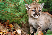 COU 01 BA0003 01
Close-Up Of Cougar Cub Standing In Brush