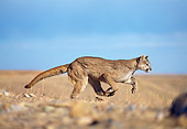 COU 01 GL0001 01
Portrait Of Cougar Running Through Field