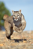 COU 01 GL0003 01
Portrait Of Cougar Running Through Field