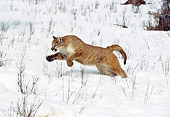 COU 01 GL0004 01
Cougar Running Through Snowy Field