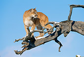 COU 01 KH0006 01
Mountain Lion Climbing On Snowy Tree Branch