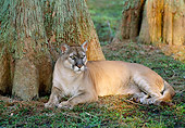 COU 01 LS0006 01
Florida Panther Resting By Tree