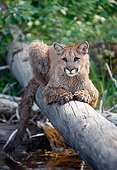 COU 01 MC0003 01
Cougar Laying On Log Over River Montana
