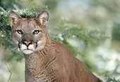 COU 01 MC0004 01
Portrait Of Cougar By Pine Trees Montana