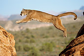 COU 01 MC0005 01
Cougar Jumping On Red Rocks Montana