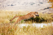 COU 01 MC0006 01
Cougar Hunting In Meadow Near Pond Montana