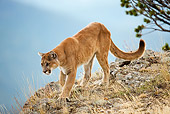 COU 01 MC0007 01
Cougar Walking Along Mountain Ridge Montana