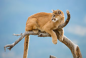 COU 01 MC0008 01
Cougar Sitting On Tree Limb Montana