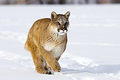 COU 01 MC0009 01
Cougar Running Through Snow Montana